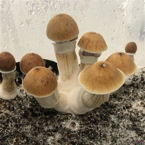 psilocybe cubensis mushroom spores